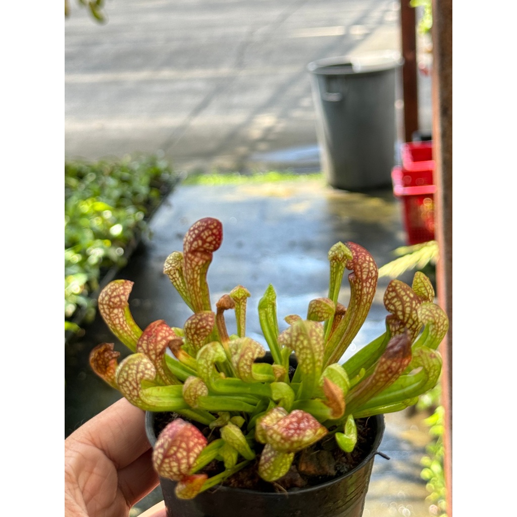 มุมมอง 5