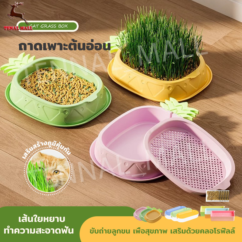 🐱 ออร์แกนิค ข้าวสาลีแมวต้หญ้าแมว ถาดเพาะต้นอ่อน เสริมสร้างภูมิคุ้มกัน ออร์แกนิค หญ้าแมว หญ้าแมวแบบถาด