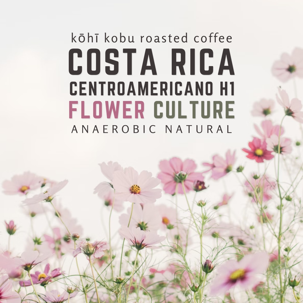   Costa Rica Aquiares Centroamericano H1 Flower Culture | กาแฟคอสตาริก้า อะเควียเรส ฟาวเวอร์ เคาเชอร์ | เมล็ดกาแฟคั่วสด