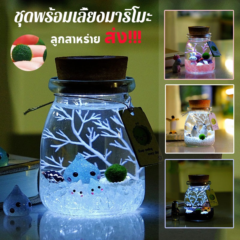 พร้อมส่ง เซ็ตมาริโมะโหลกลม มาริโมะ ของขวัญ มอสบอล เหมาะสำหรับให้เป็นของขวัญสำหรับคนที่รัก Marimo