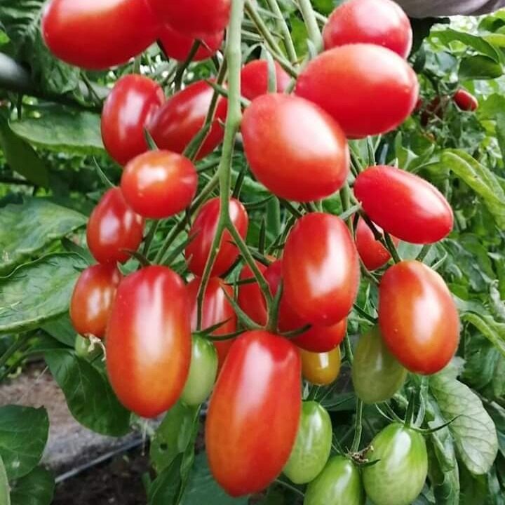 เมล็ดพันธุ์ มะเขือเทศราชินี  มะเขือเทศ เชอรี่ สีแดง ทานสด ตัวเลือก 9-110 เมล็ด [10 เเถม 1 คละได้] งอกดี ปลูกง่าย โตไว ผล