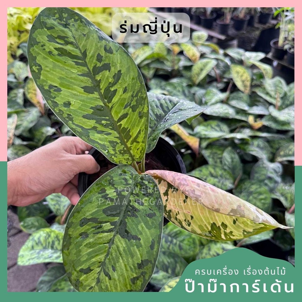 ร่มญี่ปุ่น กระถาง 5 นิ้ว ( Homalomena​ Wallisii )