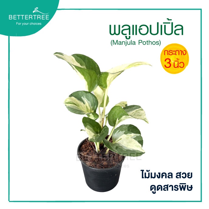 พลูแอปเปิ้ล กระถาง 3 นิ้ว Manjula Pothos ต้นไม้ฟอกอากาศ ต้นไม้ พลูด่าง