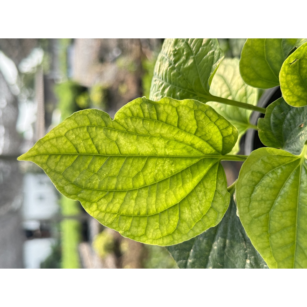 มุมมอง 6