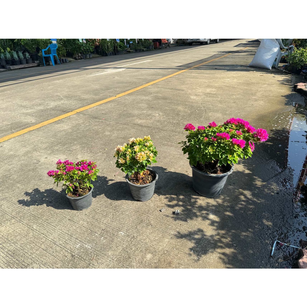 มุมมอง 4