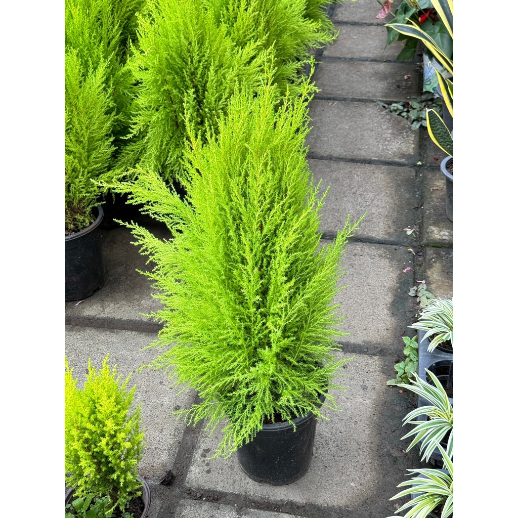 มุมมอง 6