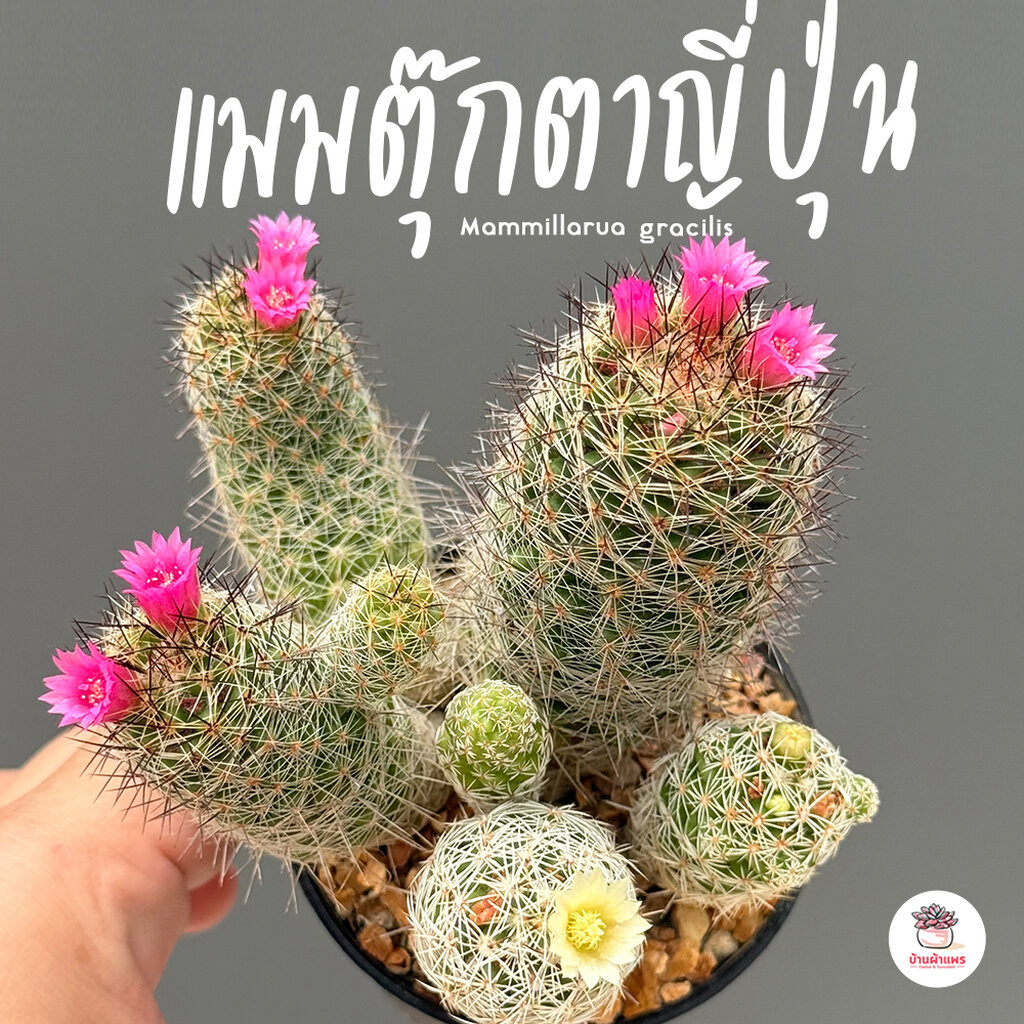 แมมตุ๊กตาญี่ปุ่น Mammillarua gracilis ไม้อวบน้ำ กุหลาบหิน cactus&succulentหลากหลายสายพันธุ์