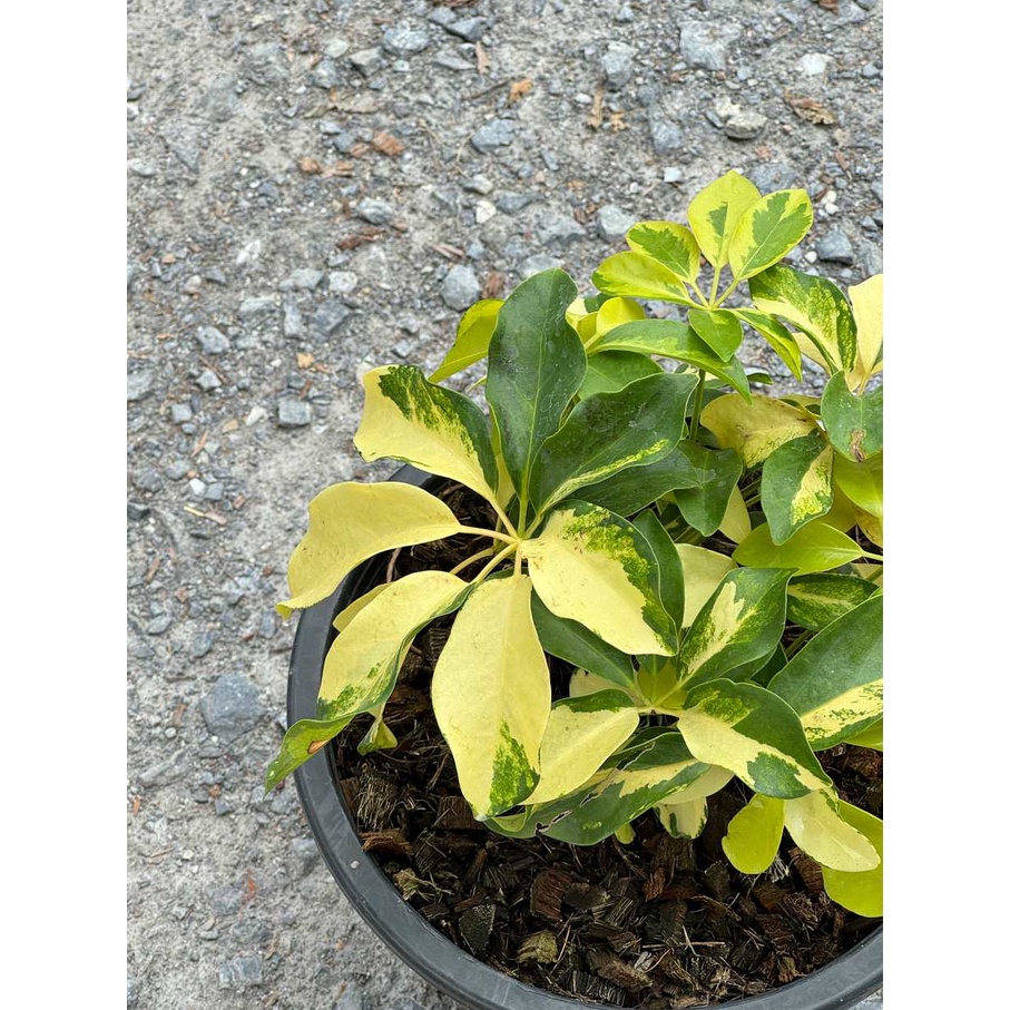 มุมมอง 5