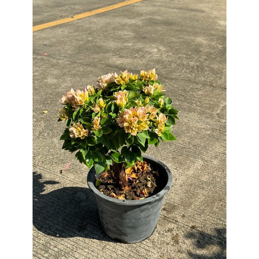 มุมมอง 2