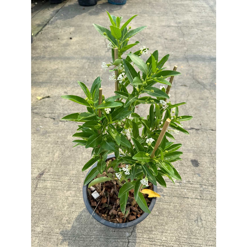 มุมมอง 4