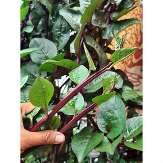 เมล็ดพันธุ์ เมล็ดผักปรังม่วง ผักปลัง ผักปัง ผักปลังม่วง 300 …