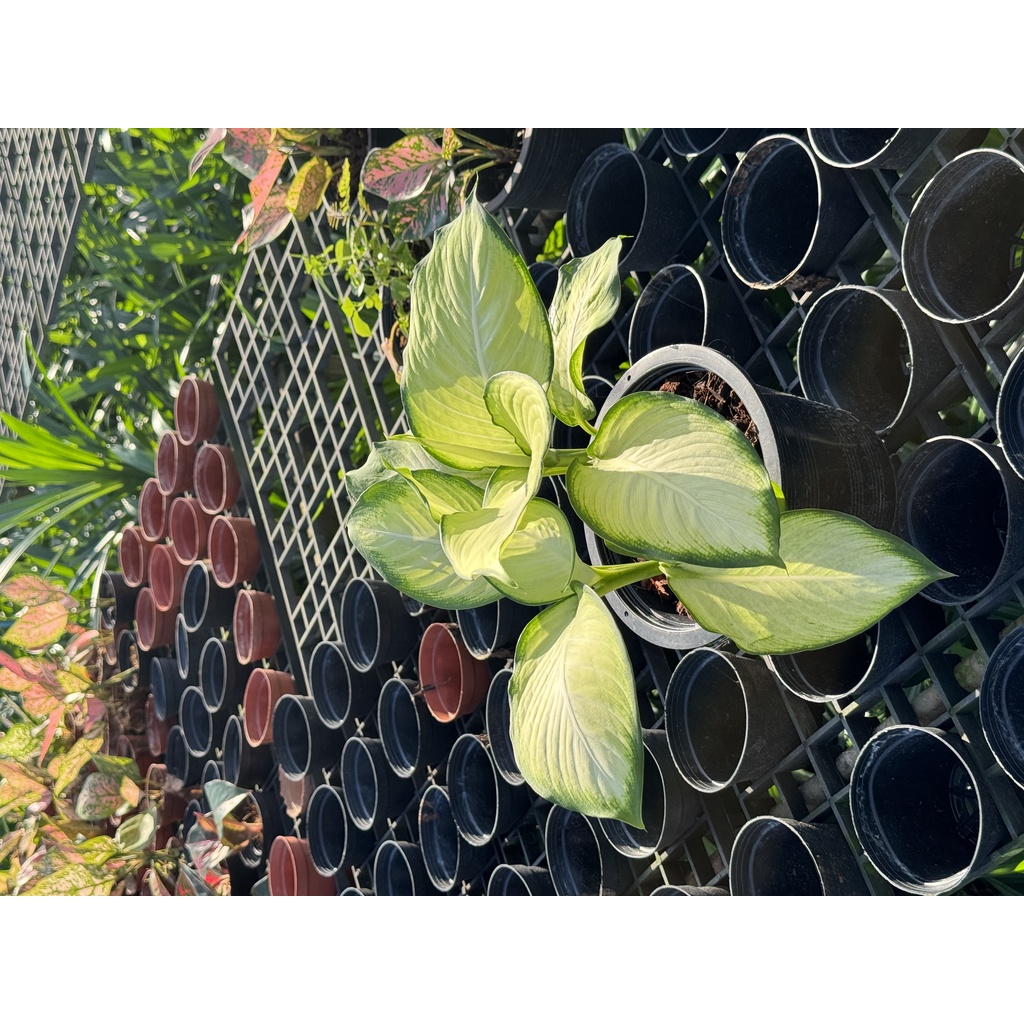 มุมมอง 4