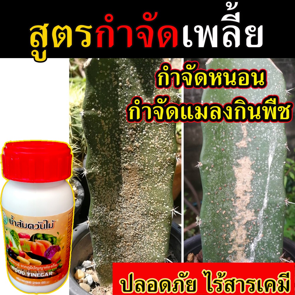 ยาฆ่าเพลี้ยแคคตัส 250 ซีซี ไร้สารเคมี ปลอดภัย เพลี้ยแป้ง กำจัดเพลี้ยแป้งแค่คตัส กำจัดเพลี้ยหอย ฆ่าเพลี้ยแคคตัส