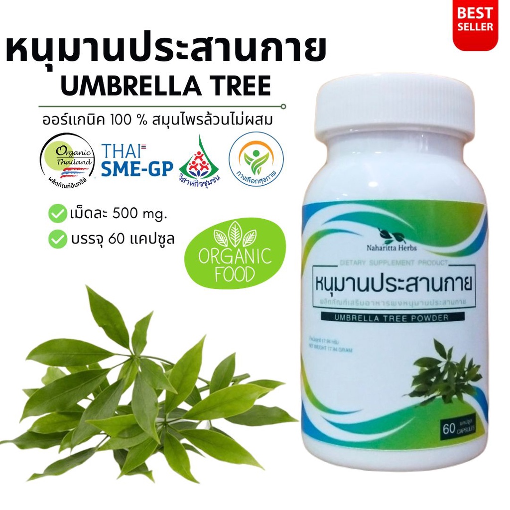 หนุมานประสานกาย Umbrella tree 100% 60cap. คุณภาพดี จัดส่งไว ราคา ถูกที่สุด ดีลบีเคเค รูปภาพหลัก