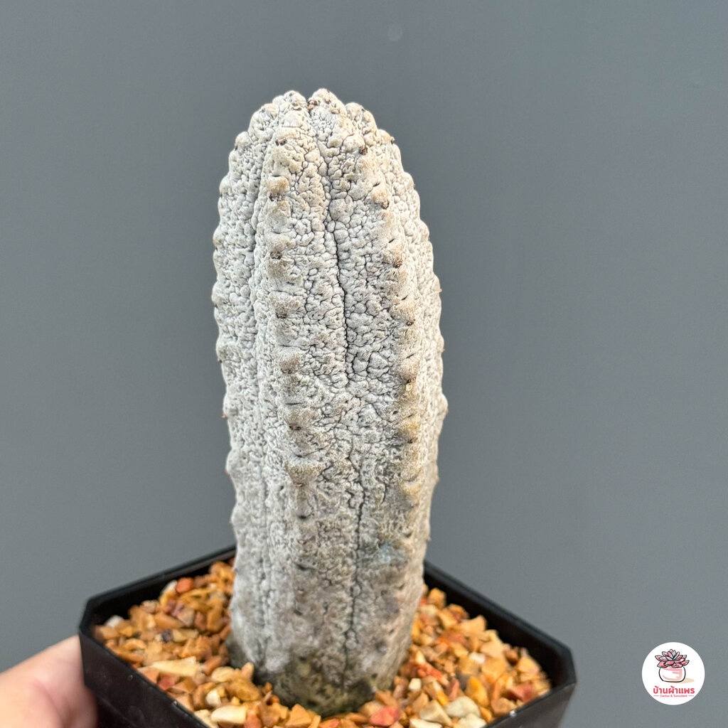 ยูโฟเบีย แอ๊ปเดล Euphorbia Abdelkuri แคคตัส กระบองเพชร cactus&succulent - รูปที่ 3