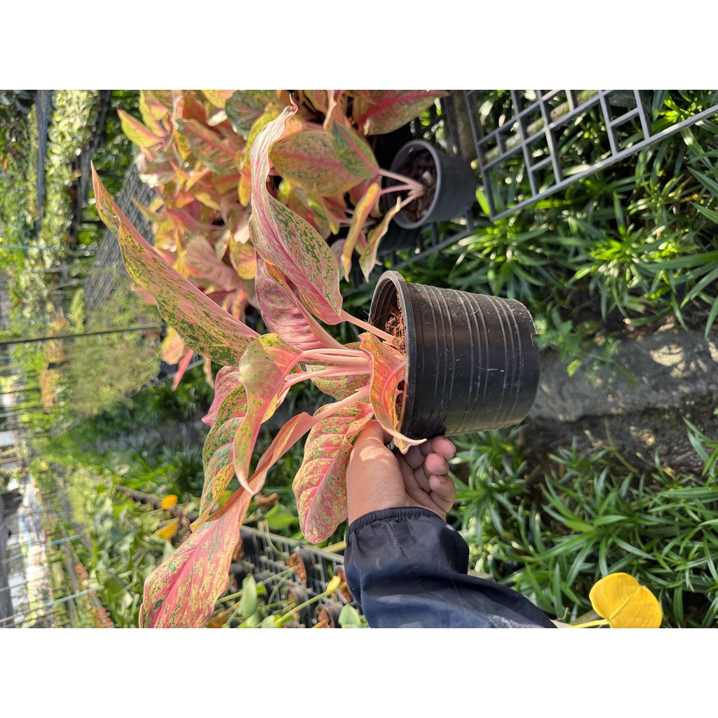 มุมมอง 3