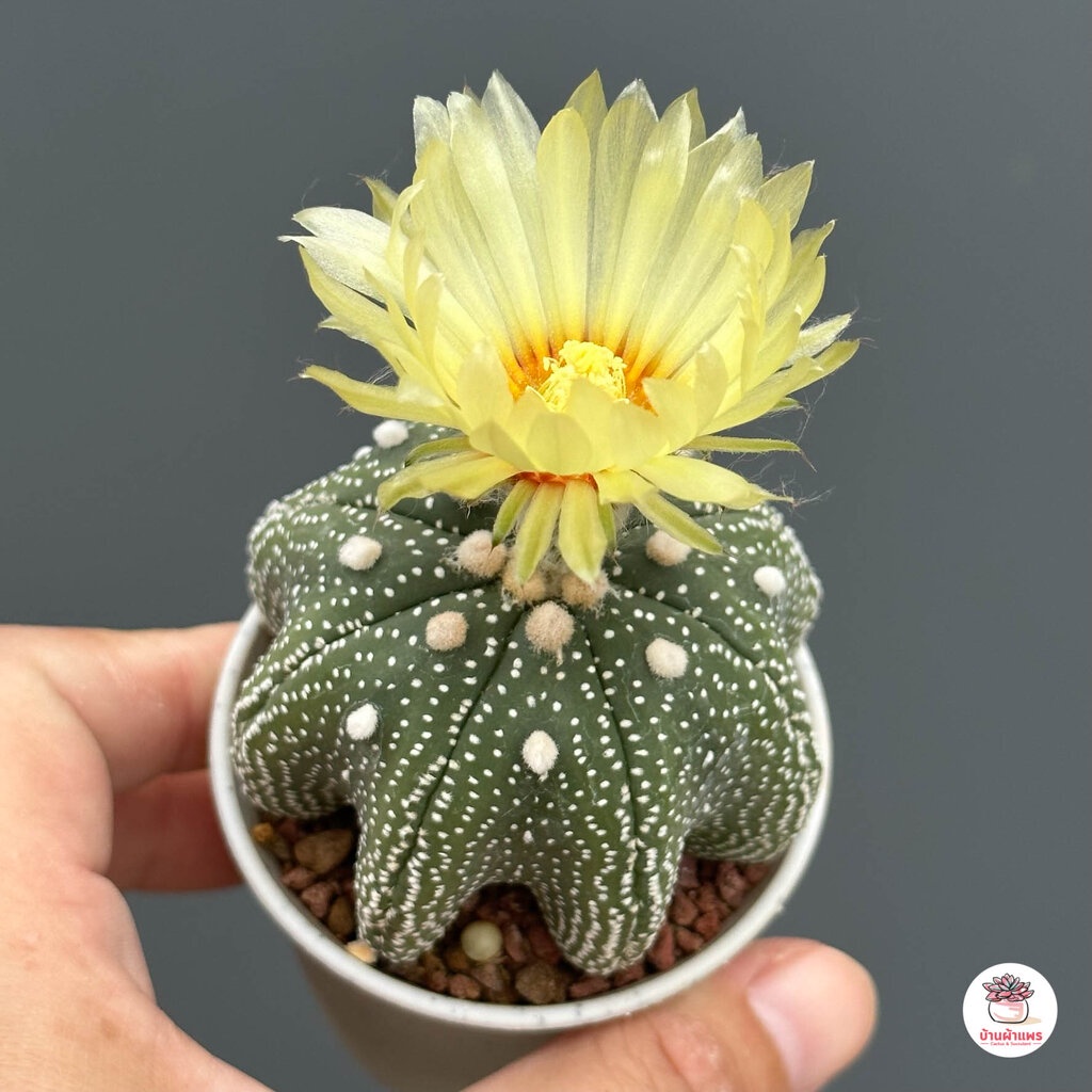 แอสโตรไฟตัม ทรงปลาดาว Astrophytum แคคตัส กระบองเพชร รูปที่ 5
