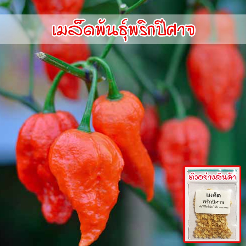 เมล็ดพันธุ์ พริกปีศาจ พริกผิวย่น ปีศาจ บุตโจโลเกีย bhut jolokia 3-35เมล็ด [10 แถม 1 คละได้]