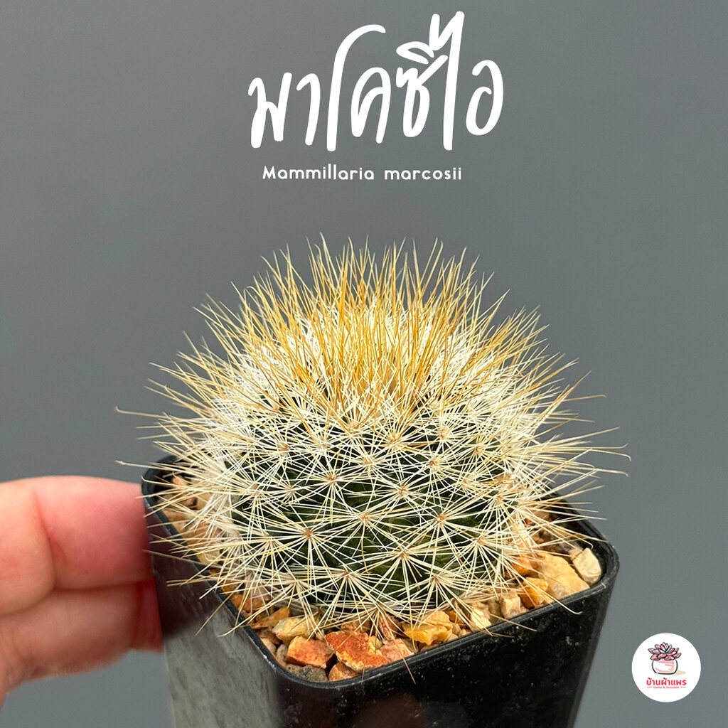 แมมมาโคซิไอ Mammillaria marcosii แคคตัส กระบองเพชร cactus&succulent