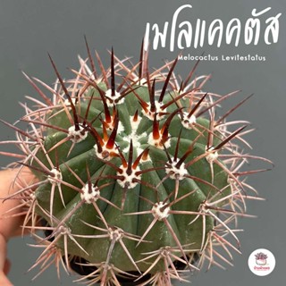 เมโลแคคตัส Melocactus Levitestatus #กระถาง2.5นิ้ว แคคตัส กระบองเพชร cactus&amp;succulent