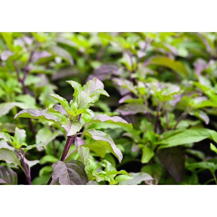 เมล็ดพันธุ์ กะเพราแดง ผักสวนครัว 2000 เมล็ด [10 แถม 1 คละได้]