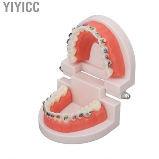 Yiyicc Model Dental Models Kids Teaching Study Supplies With