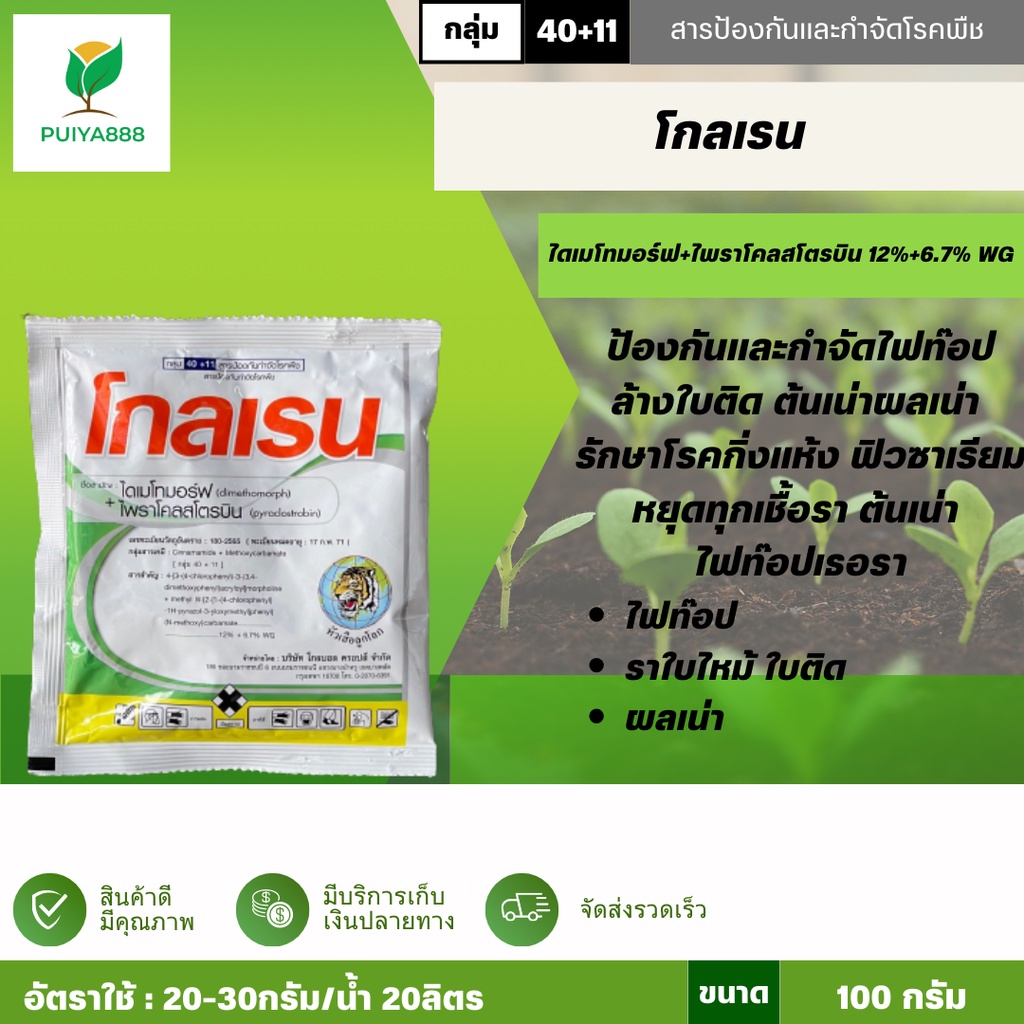 โกลเรน 100กรัม ไดเมโทมอร์ฟ+ไพราโคลสโตรบิน ไฟท๊อป ล้างใบติด ต้นเน่าผลเน่า รักษาโรคกิ่งแห้ง ฟิวซาเรียม หยุดทุกเชื้อรา