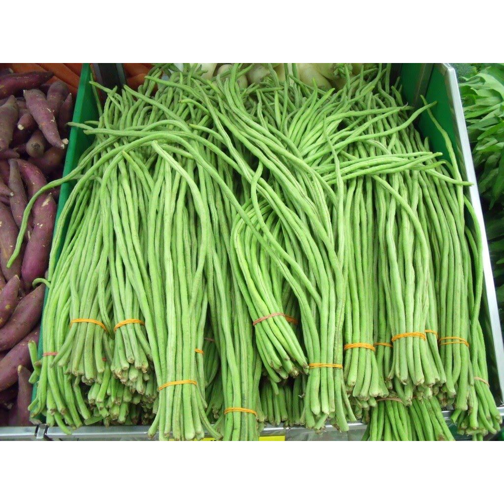เมล็ดพันธุ์ ถั่วฝักยาว ถั่วค้าง ถั่วฝักยาวเขียว 300 เมล็ด [ 10 เเถม 1 คละได้] งอกดี ปลูกง่าย โตไว ผลผลิตสูง