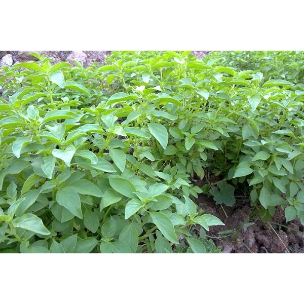 เมล็ดพันธุ์ เมล็ดเเมงลัก 900-10000 เมล็ด คัดพิเศษ [ 10 เเถม 1 คละได้] งอกดี ปลูกง่าย โตไว ผลผลิตสูง