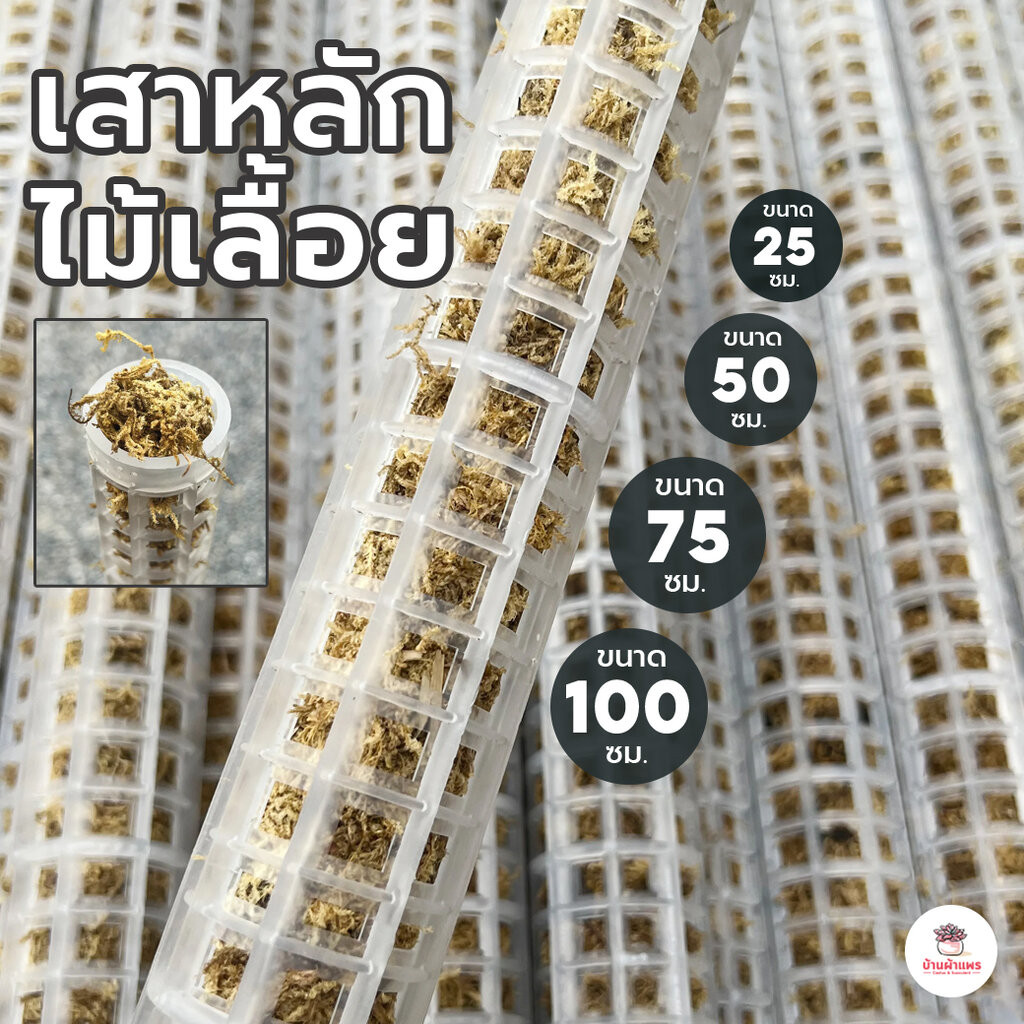 เสาหลักไม้เลื้อย หลักสแฟกนัมมอส หลักไม้ใบ