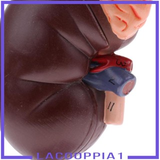 [Lacooppia1] โมเดลไต 1:1 2 ส่วน ถอดออกได้ พร้อมโมเดลต่อมน้ํา สําหรับการเรียนการสอนในห้องแล็บ