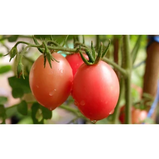 เมล็ดพันธุ์ มะเขือเทศสีดา มะเขือเทศส้มตำ ตัวเลือก 10-1000 เมล็ด [10 เเถม 1 คละได้]
