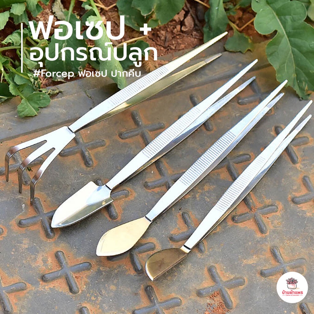 ฟอเซป + อุปกรณ์ปลูก สแตนเลส Forcep ฟอเซป ปากคีบ อุปกรณ์ช่วยปลูกต้นไม้ แคคตัส กระบองเพชร cactus&succulent