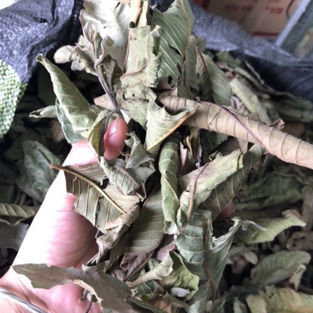 ผงใบฝรั่ง ออร์แกนิค 100% ไม่ผสม Guava leaves Powder ขนาดน้ำหนัก/Weight 100 กรัม/grams. ส่งไว คุณภาพดี - รูปที่ 4