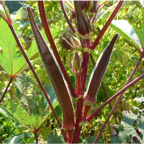 กระเจี๊ยบมอญ ฝักแดง Red Burgundy Okra Seed กระเจี๊ยบเขียวฝักแดง นำเข้า เมล็ดสำหรับปลูก (ซื้อ 10 แถม1