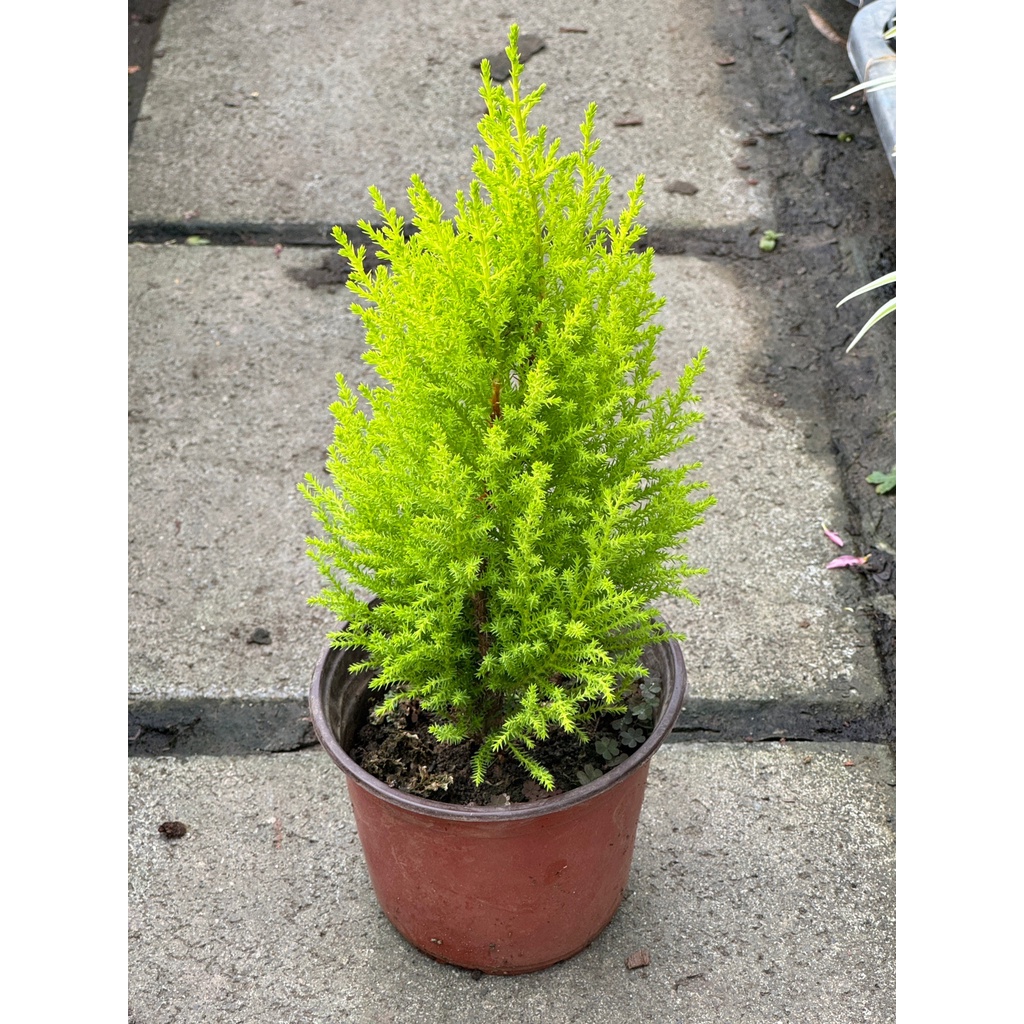 มุมมอง 3