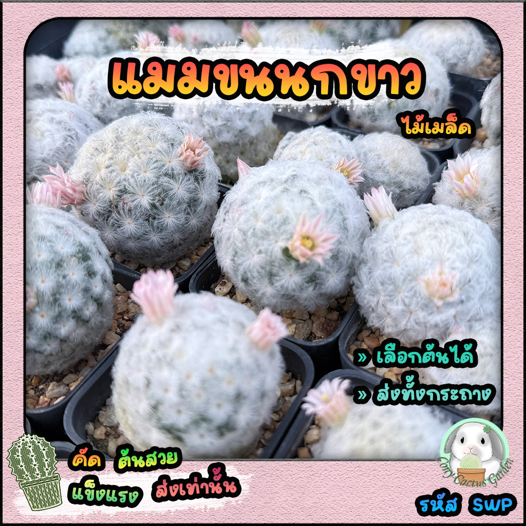 ต้นแมมขนนกขาว ดอกสีชมพู ((( เลือกต้นได้ ))) (Mamillaria plumosa)ไม้เพาะเมล็ด SET SWP - ต้นกระบองเพชร ราคาถูก ต้นแคคตัส