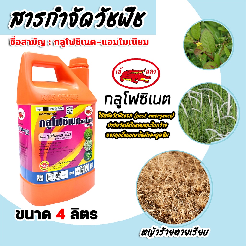 เข้แดง กลูโฟซิเนต-แอมโมเนียม 15 เอสแอล 4ลิตร (แกลลอนส้ม) สารกำจัดวัชพืช ปราบวัชพืชใบแคบ-ใบกว้าง