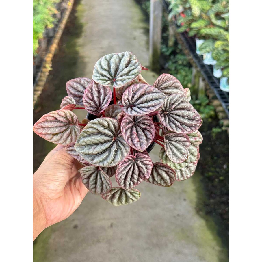 มุมมอง 4