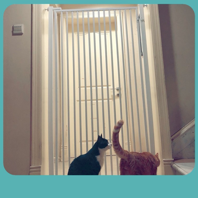 กรงในร่มป้องกันการกระโดด, รั้วป้องกันแมวและสุนัข, รั้วแยกสัตว์เลี้ยงแบบไม่เจาะ