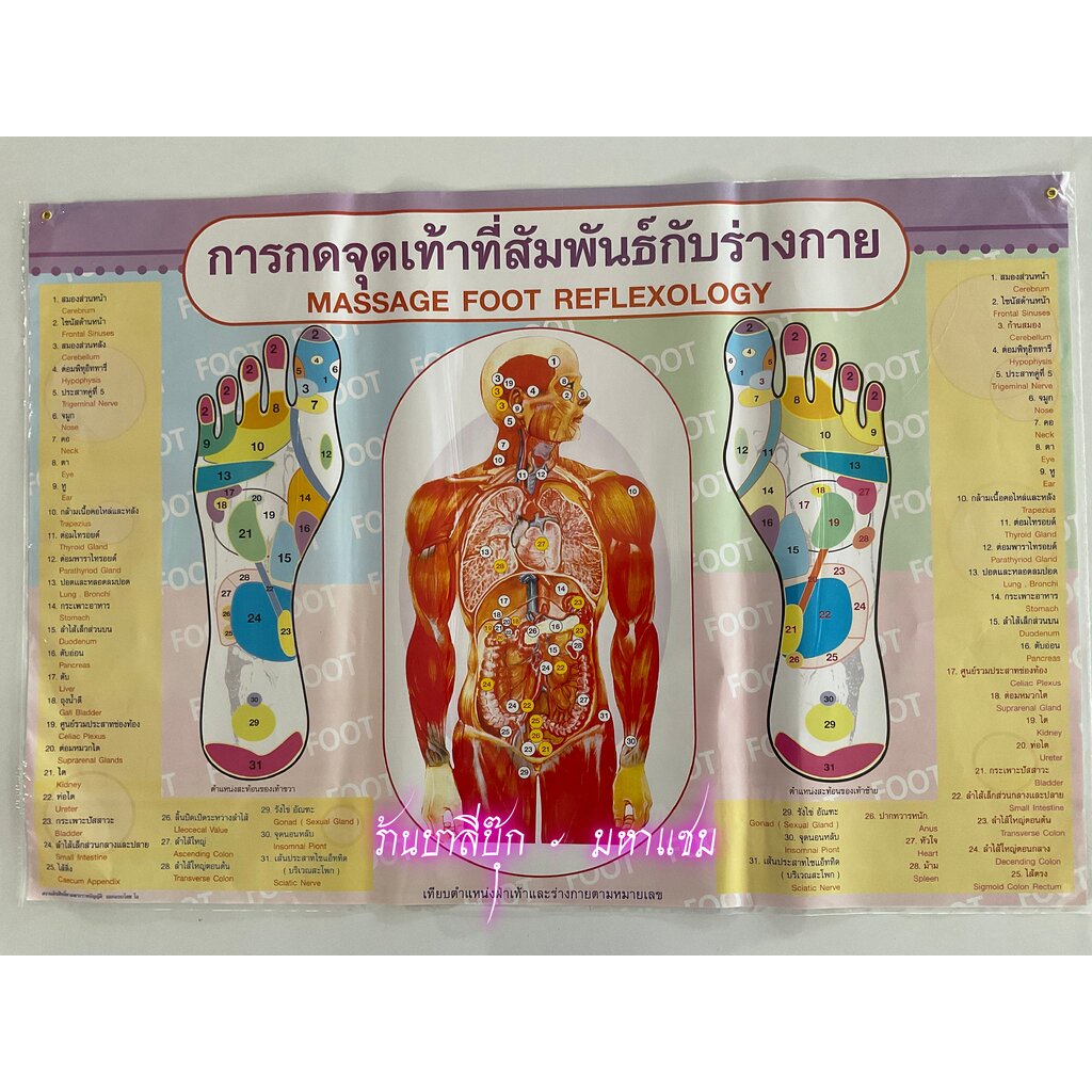 ภาพโปสเตอร์การกดจุดเท้าที่สัมพันธ์กับร่างกาย - [No.76] - การกดจุดเท้าที่สัมพันธ์กับร่างกาย (Massage foot reflexology)...