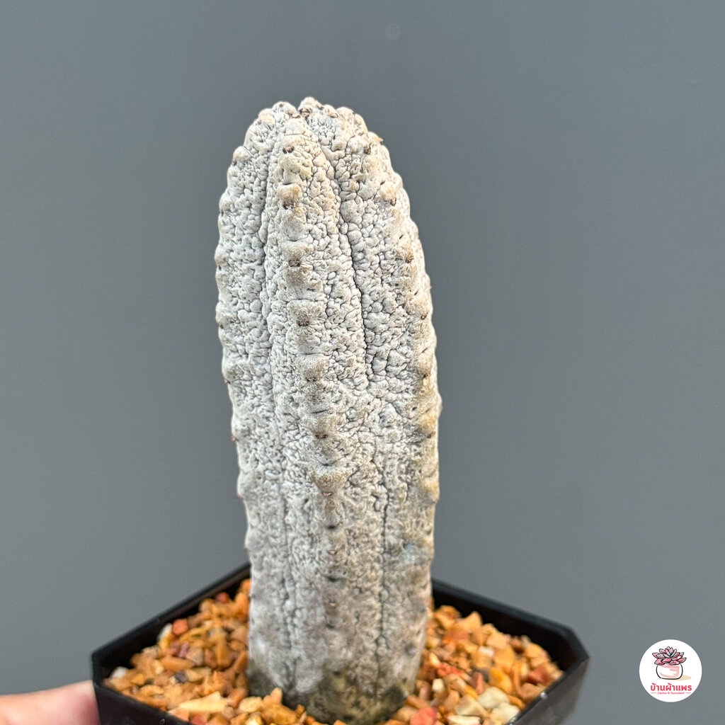 ยูโฟเบีย แอ๊ปเดล Euphorbia Abdelkuri แคคตัส กระบองเพชร cactus&succulent - รูปที่ 5