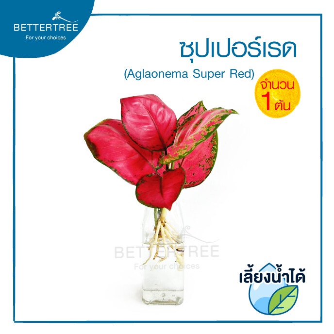 ซุปเปอร์เรด(จำนวน 1 ต้น)เลี้ยงน้ำได้ ต้นไม้น้ำ plant