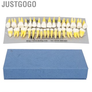 Justgogo 1:1 Scale Permanent Tooth Model 32pcs Dual Colors Resin Demonstration for Dentists Pathological s