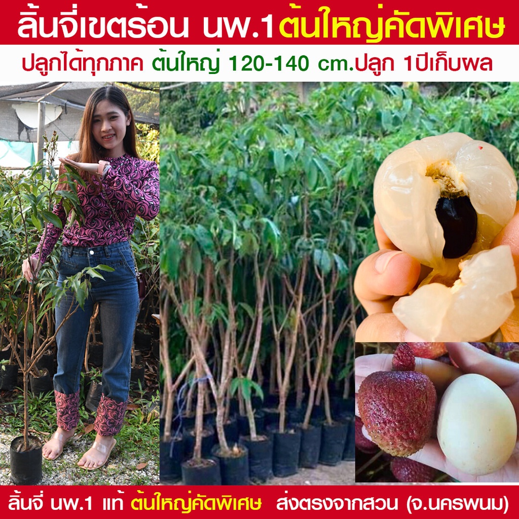 กิ่งตอนลิ้นจี่นครพนม ต้นใหญ่คัดพิเศษ ให้ผลผลิตไว (นพ.1 แท้ %) ปลูก 1 ปีเริ่มได้เก็บผล สูง 120-130 cm