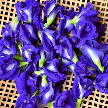 เมล็ดพันธุ์  ดอกอัญชันสีม่วง 5 กลีบ อัญชันเทพรัตน์ไพลิน 5-65 เมล็ด ( 10 แถม 1 คละได้ ) งอกดี ปลูกง่าย โตไว ผลผลิตสูง