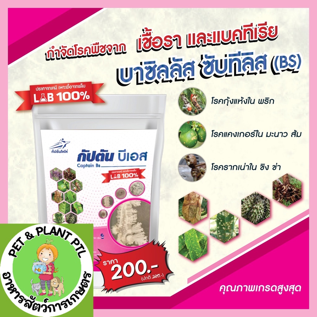 [500กรัม] บีเอส บาซิลลัส ซับทิลิส BS แบบผง (500กรัม) ป้องกันกำจัดเชื้อรา พืช 100 %