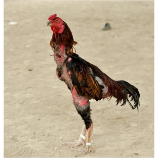 จัดส่งที่รวดเร็ว เทปพันเดือยไก่ เทปพันตอไก่ อุปกรณ์ไก่ชน แพ็คละ10ม้วน