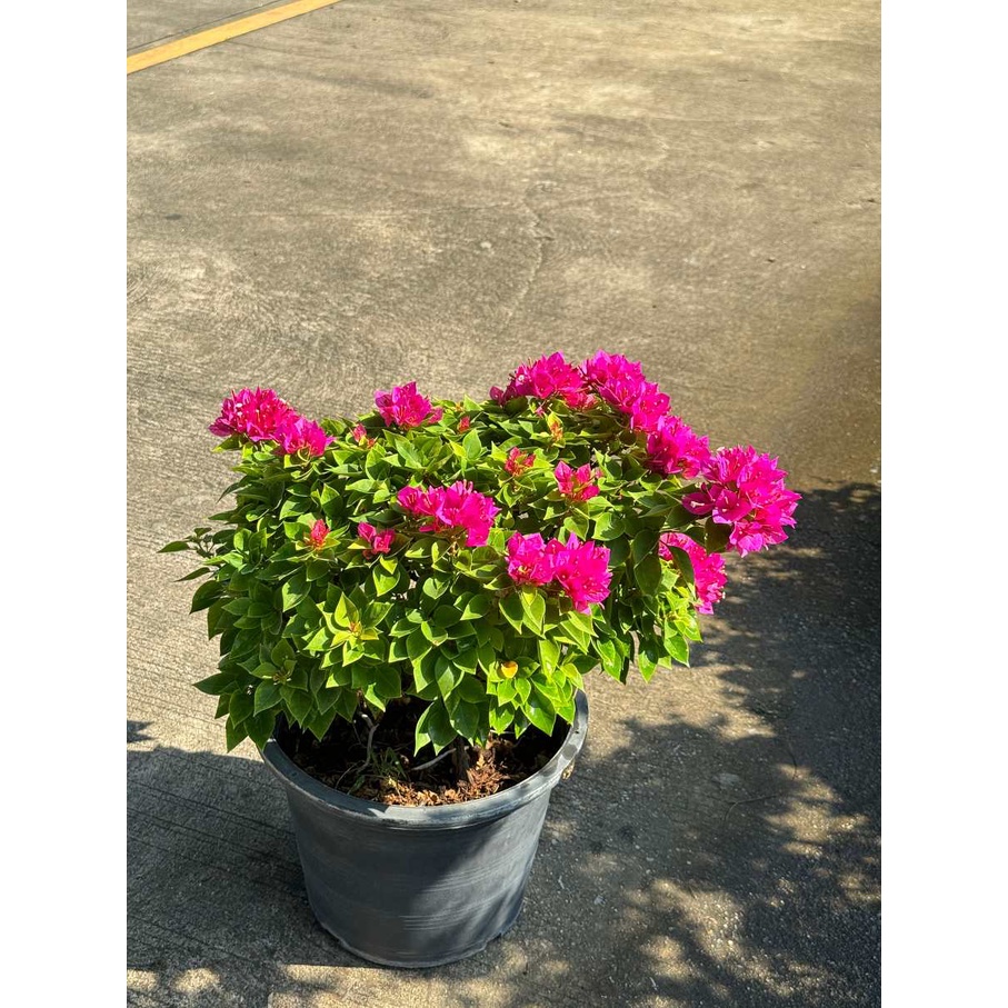 มุมมอง 2