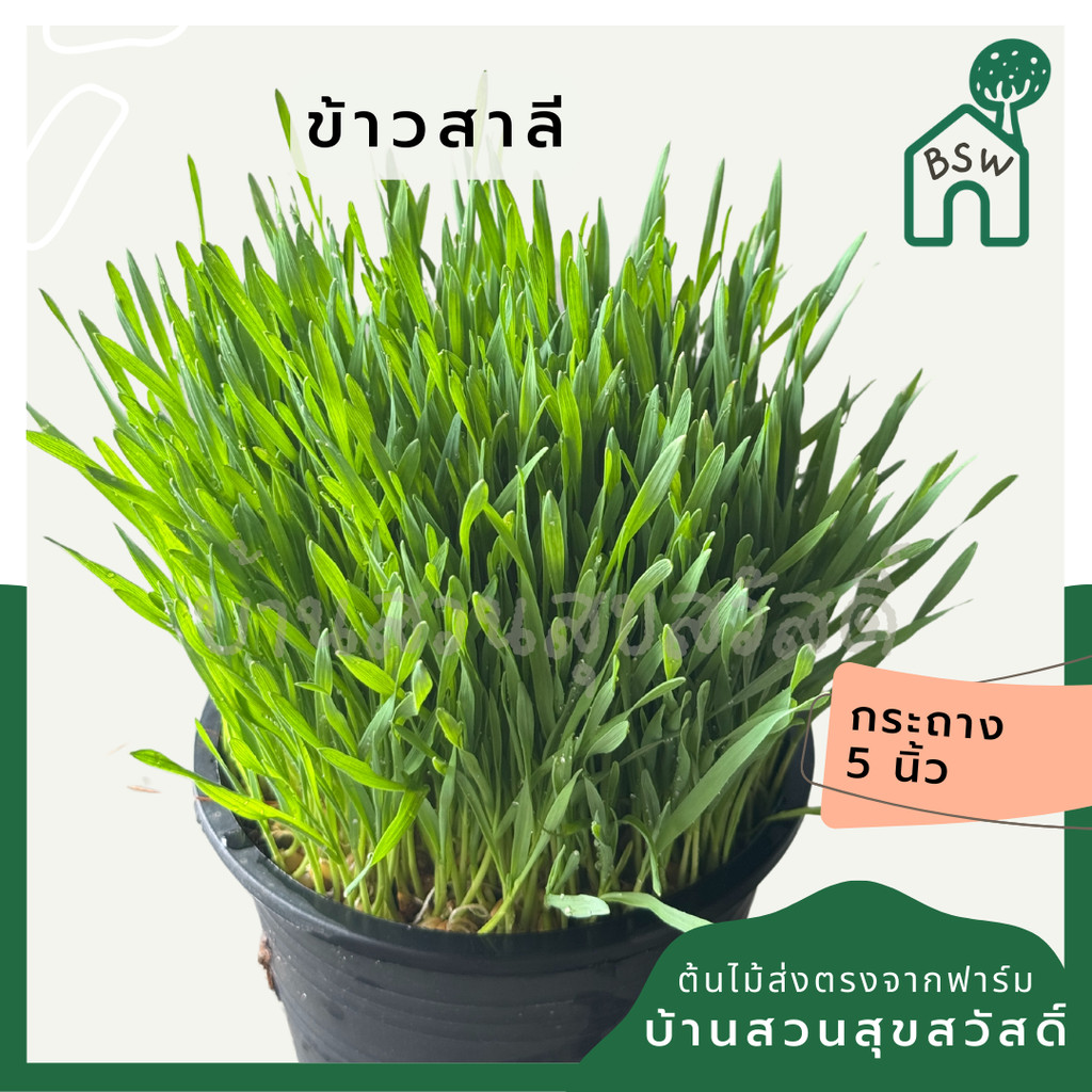 มุมมอง 2